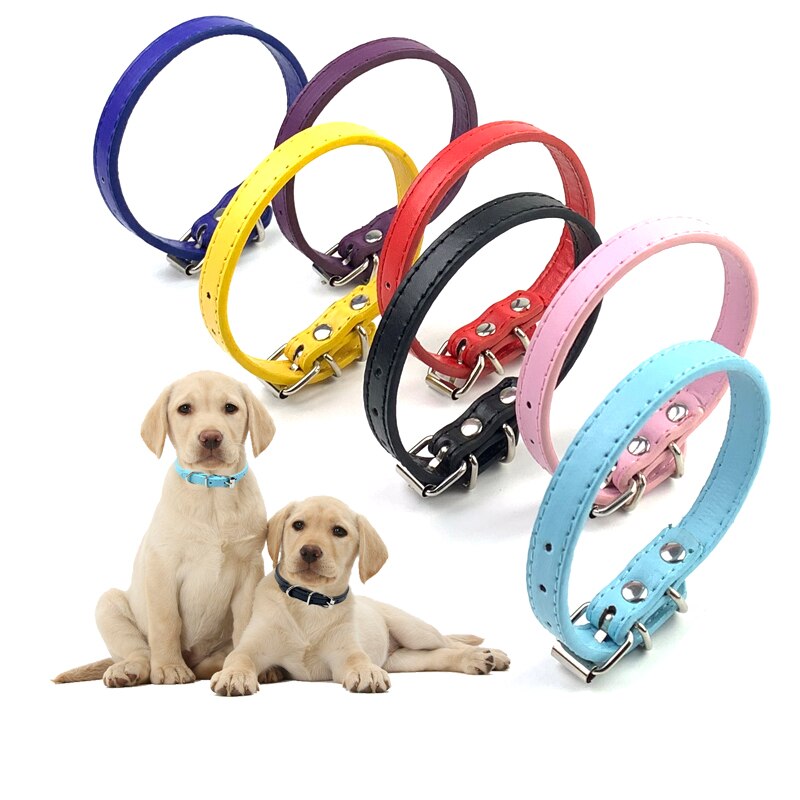 Collars & Leashes